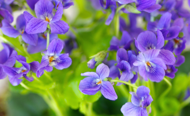 Eschbach_Kopprio_Veilchen_zum_Valentinstag_IMGP5303